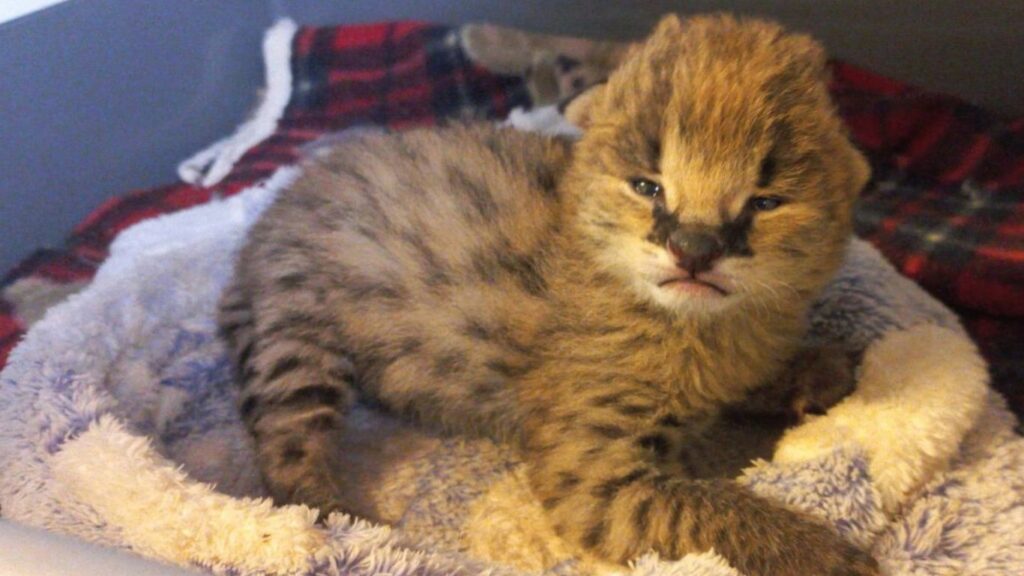 serval kitten
