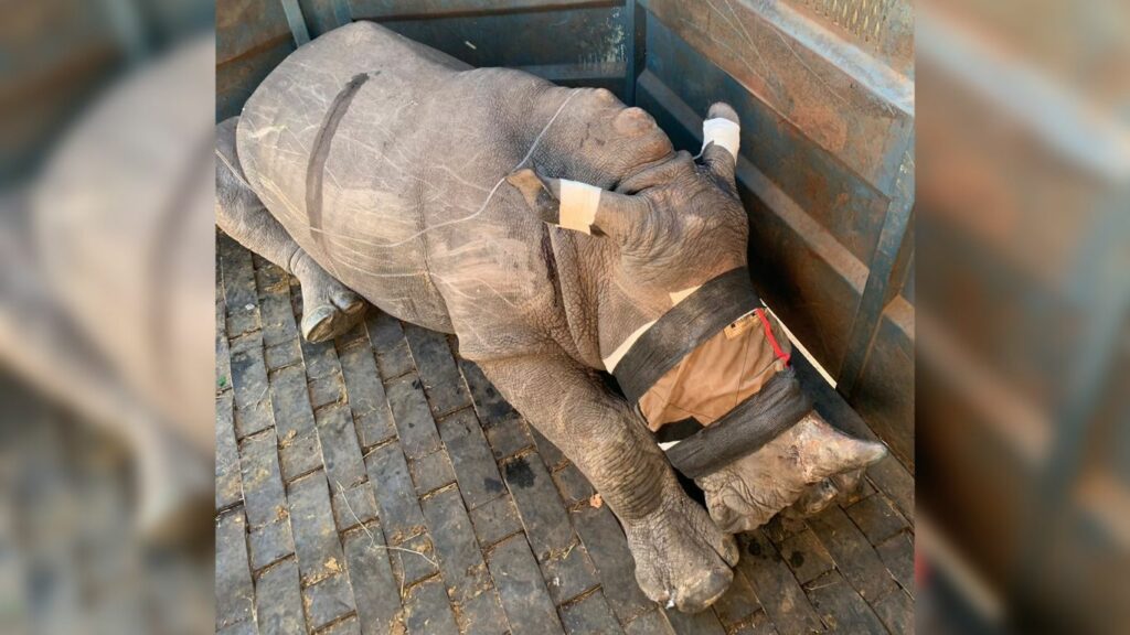 orphaned rhino calf