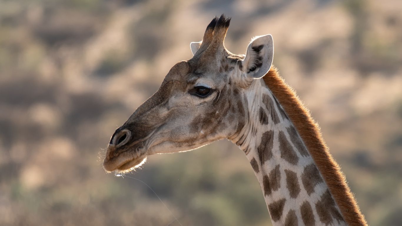 giraffe