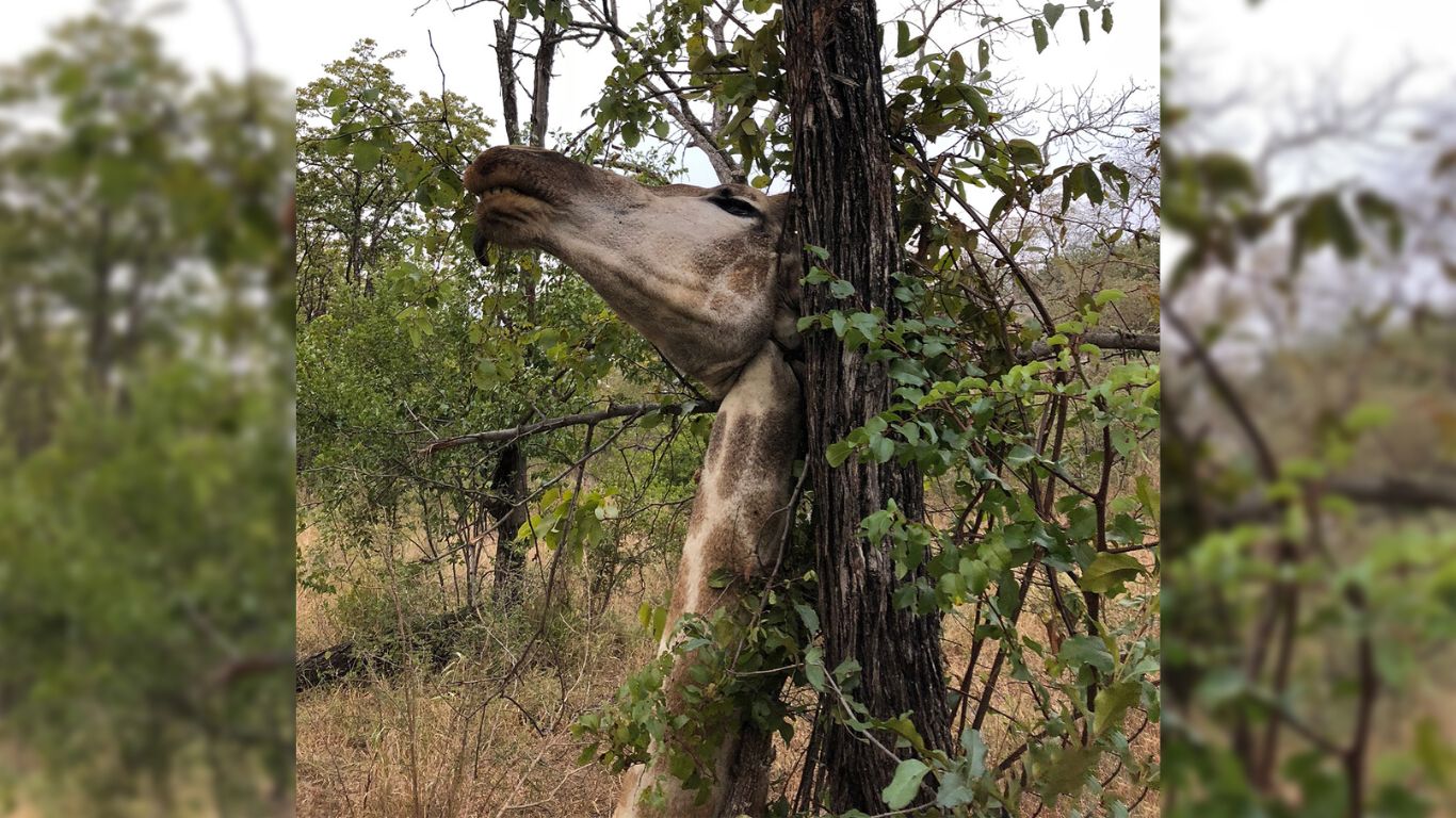 Giraffes are extinct in SEVEN African countries. This is why (and how we plan to help).