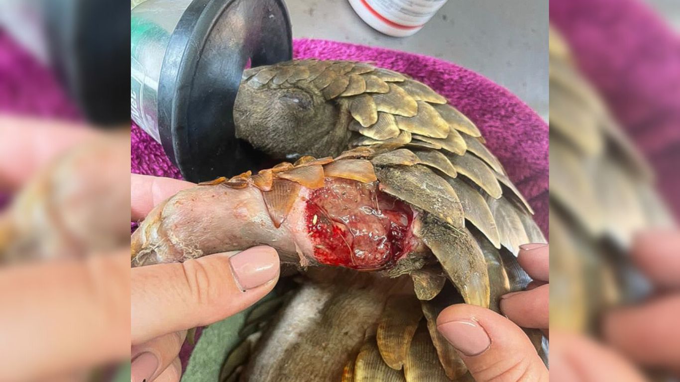 Electrocuted pangolin struggling to survive after colliding with an electric fence.