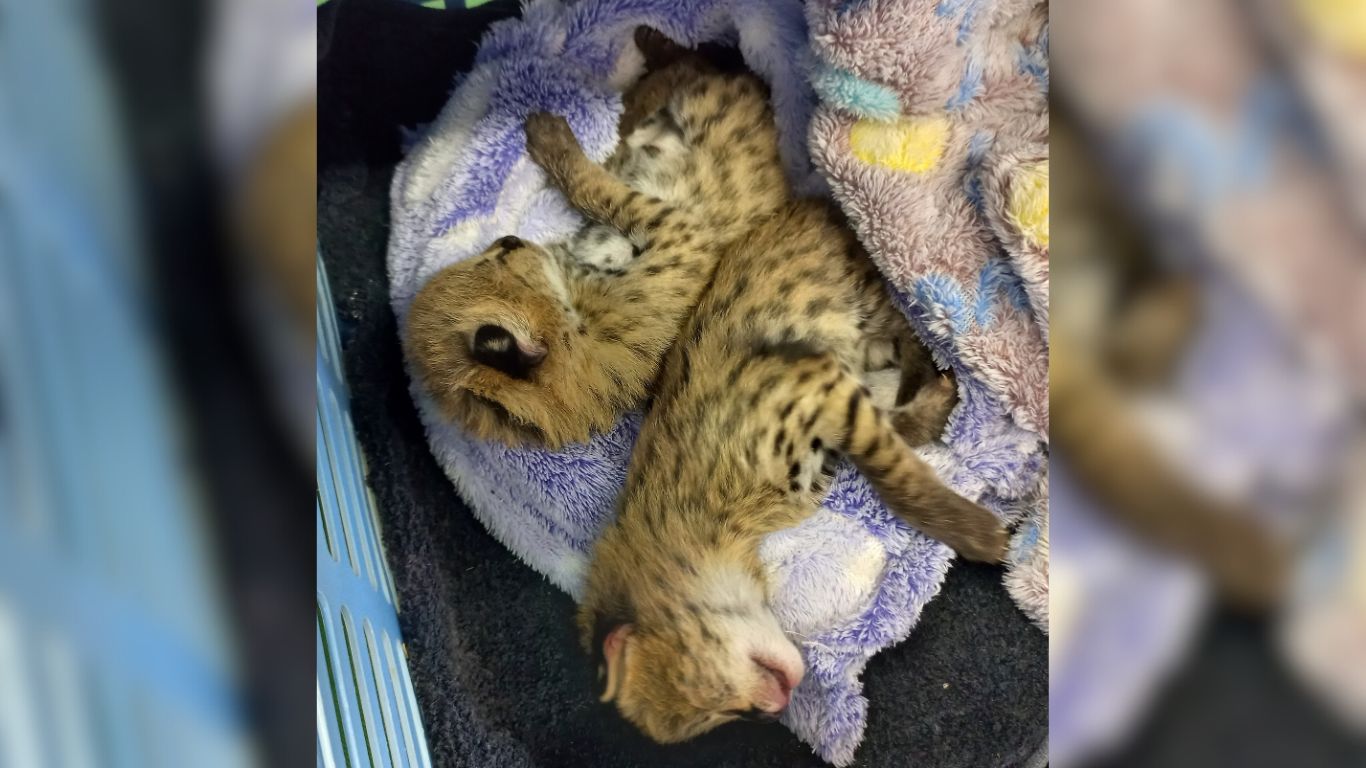 These 2-day-old serval kittens survived a horror crash.