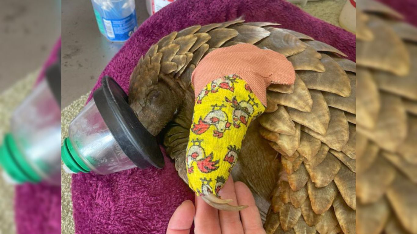 Electrocuted pangolin struggling to survive after colliding with an electric fence.