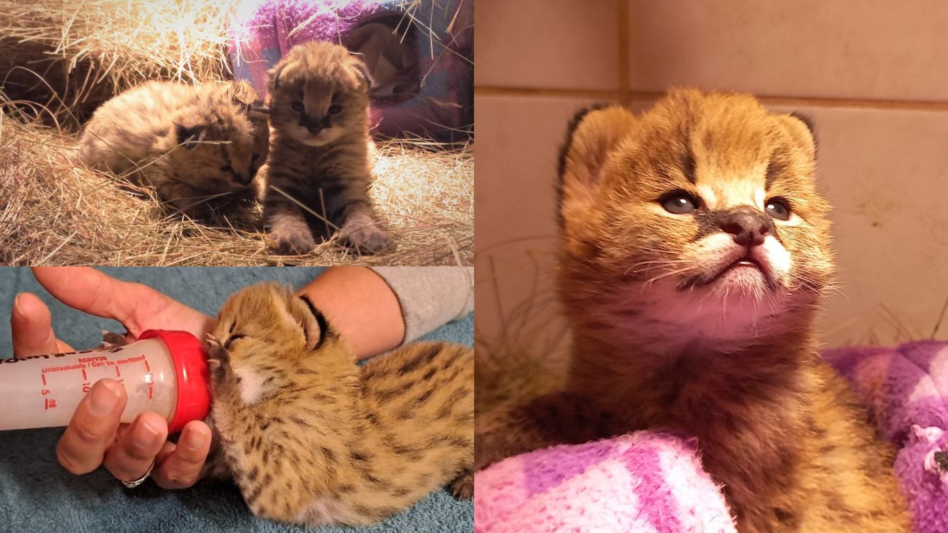 These 2-day-old serval kittens survived a horror crash.