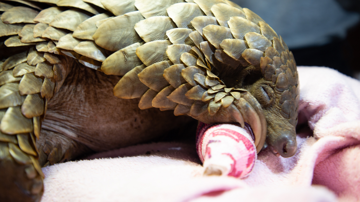 Electrocuted pangolin struggling to survive after colliding with an electric fence.