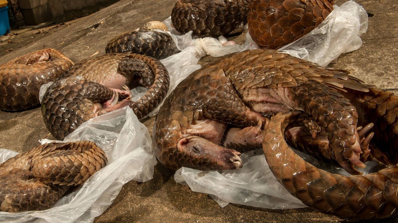 Electrocuted pangolin struggling to survive after colliding with an electric fence.