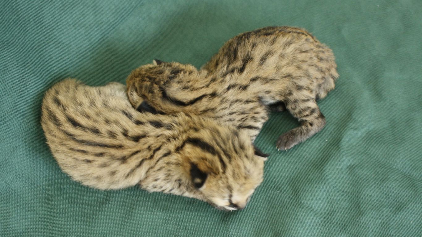 These 2-day-old serval kittens survived a horror crash.