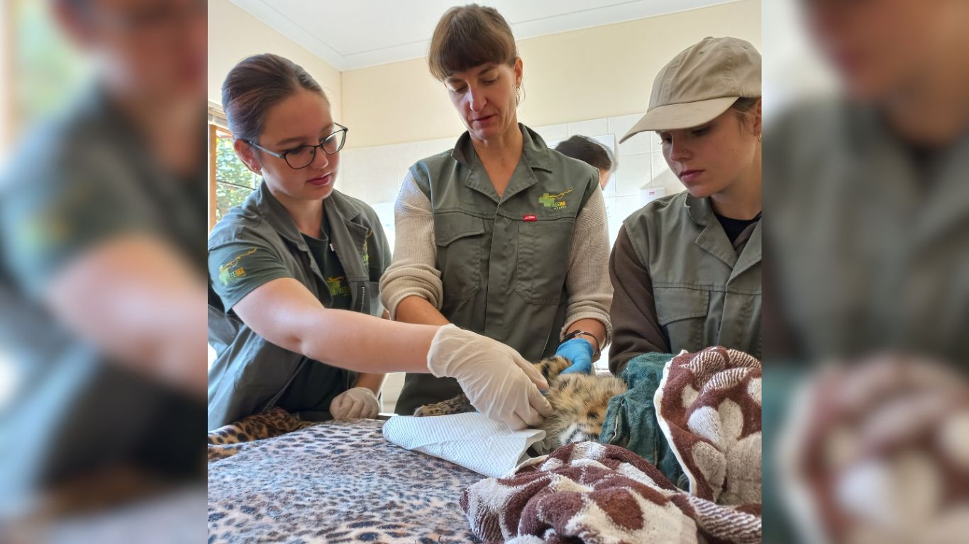 These 2-day-old serval kittens survived a horror crash.