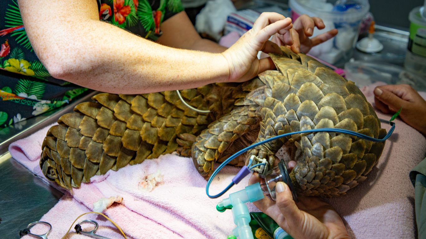 Electrocuted pangolin struggling to survive after colliding with an electric fence.