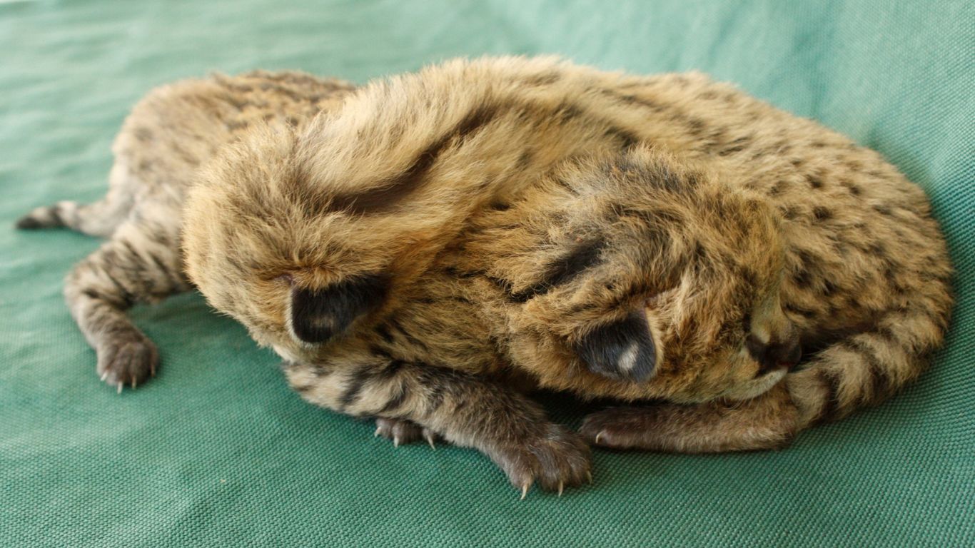 These 2-day-old serval kittens survived a horror crash.