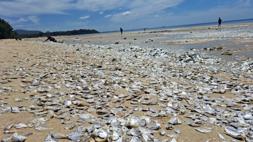 Thousands of dead fish have washed up on a Thai beach1