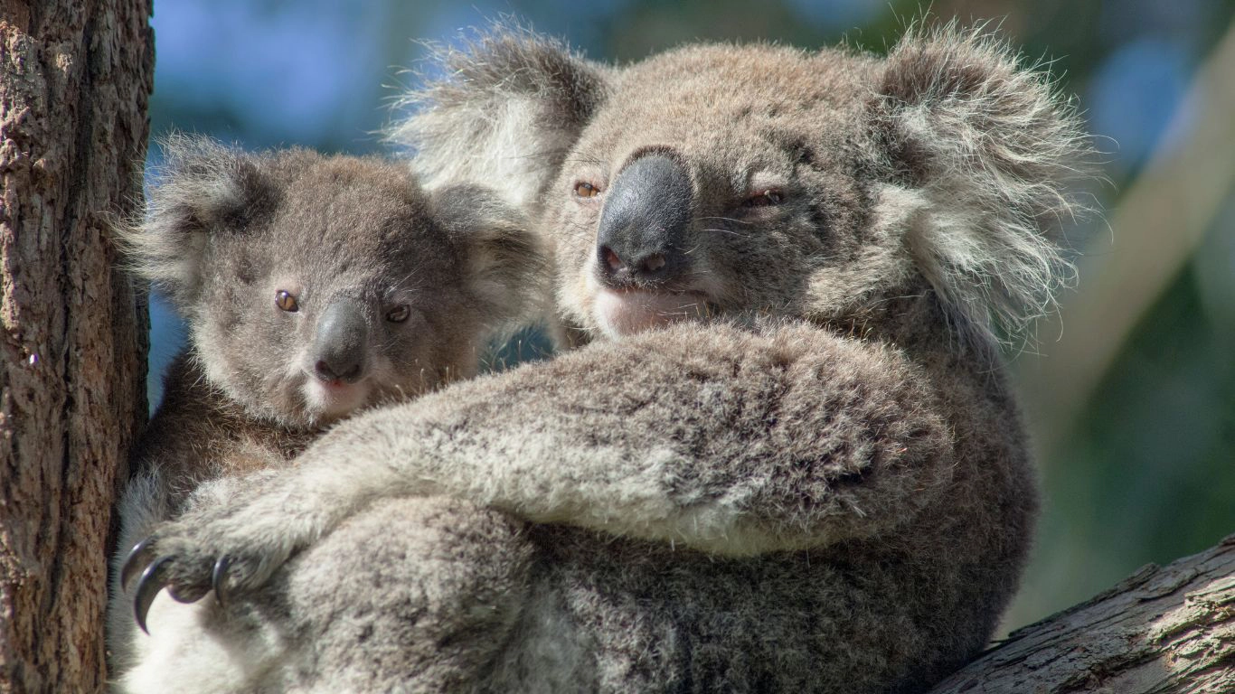 More than 40,000 hectares of nationally vital koala habitat marked