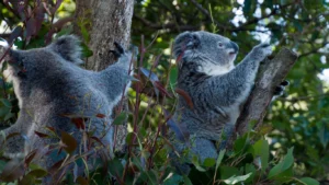 koalas climbing tree
