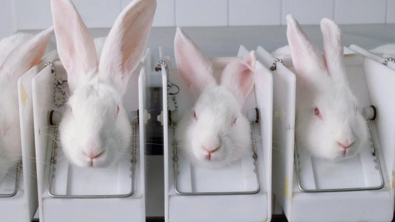 cosmetic animal testing