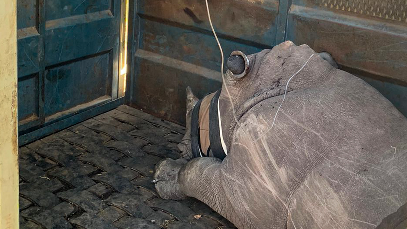 Your urgent help is needed, a young rhino battles for his life!
