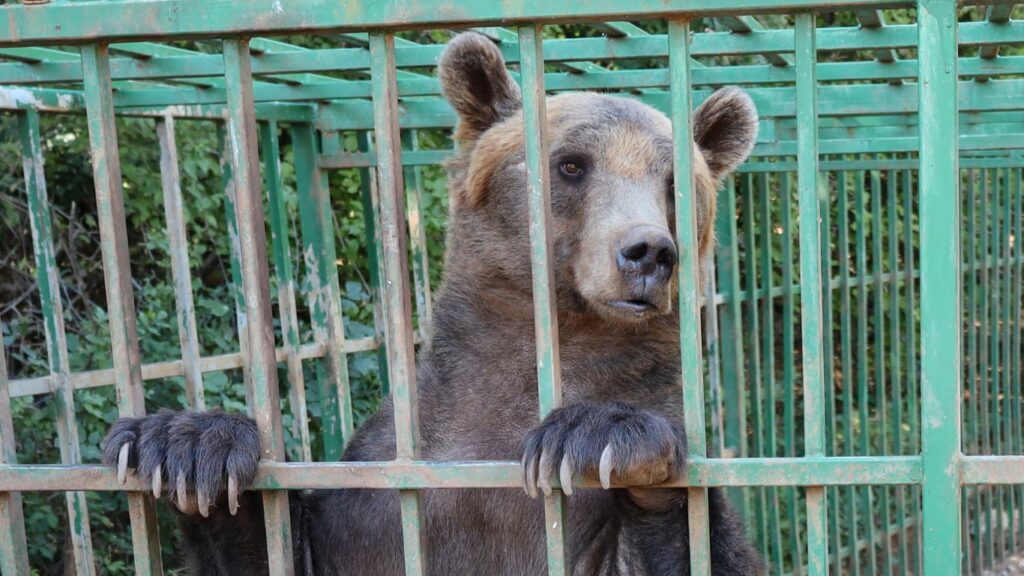 Ljubo bear in cage