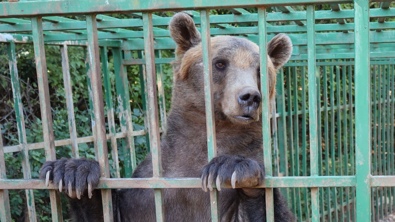 Ljubo bear in cage