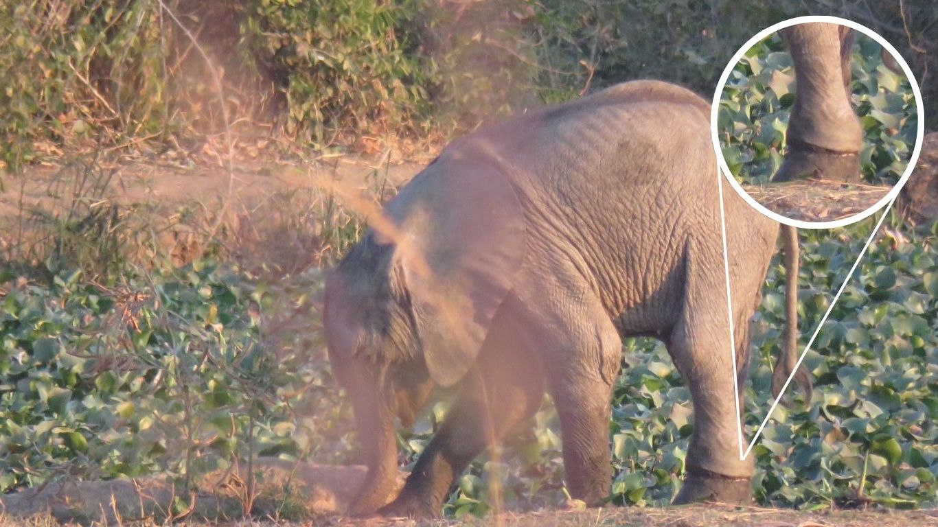 Bhapu elephant snare