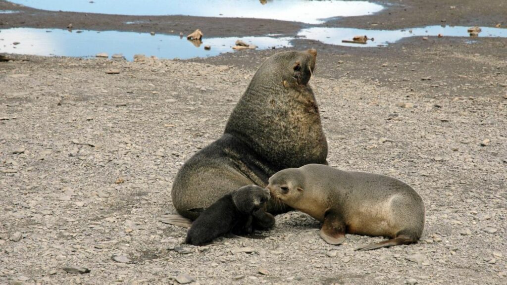Urgent: Cape fur seals are under attack and need your help!