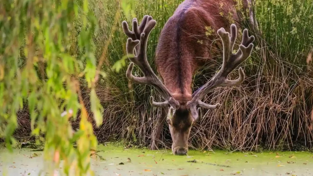 A stag takes a drink at Dülmen wildlife reserve in Münsterland, Germany, on a sweltering day this summer.