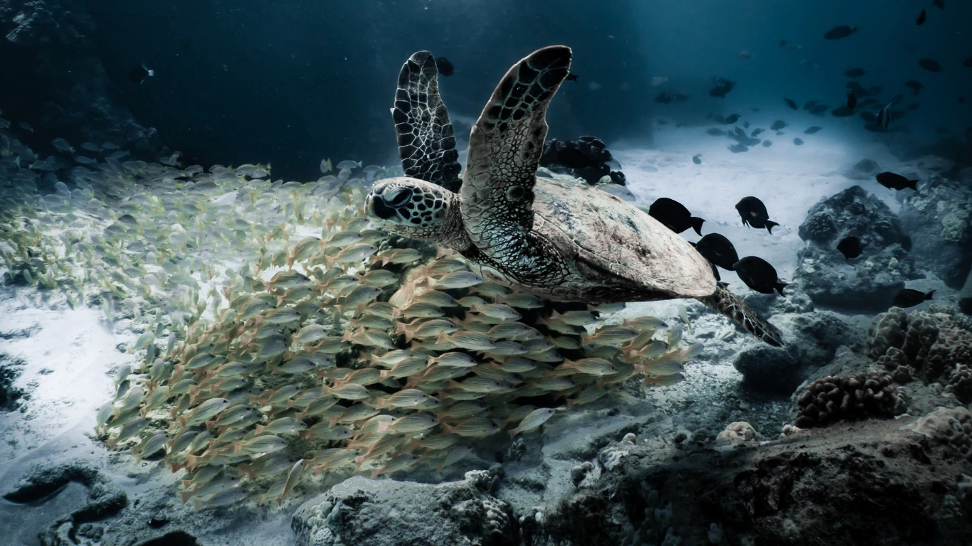 deep sea turtle