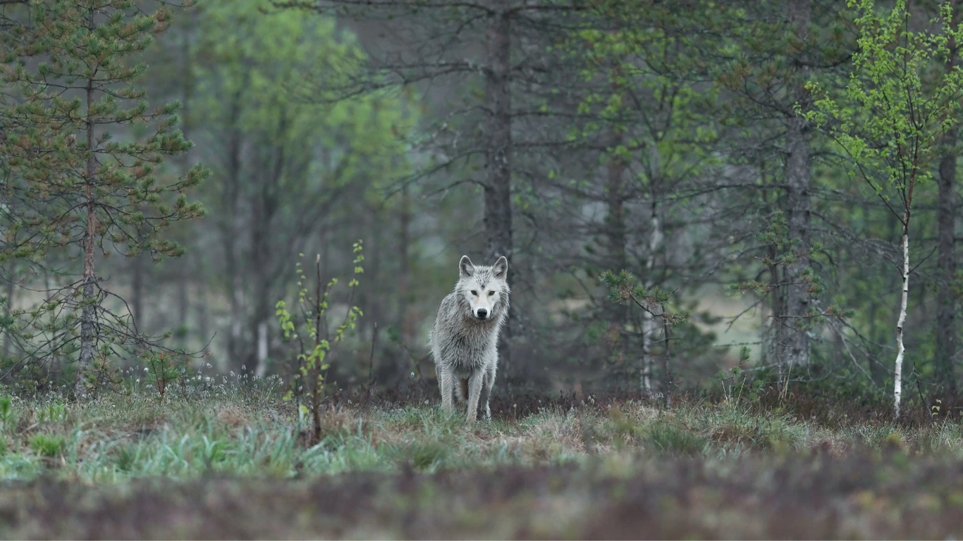 wolf - nature restoration