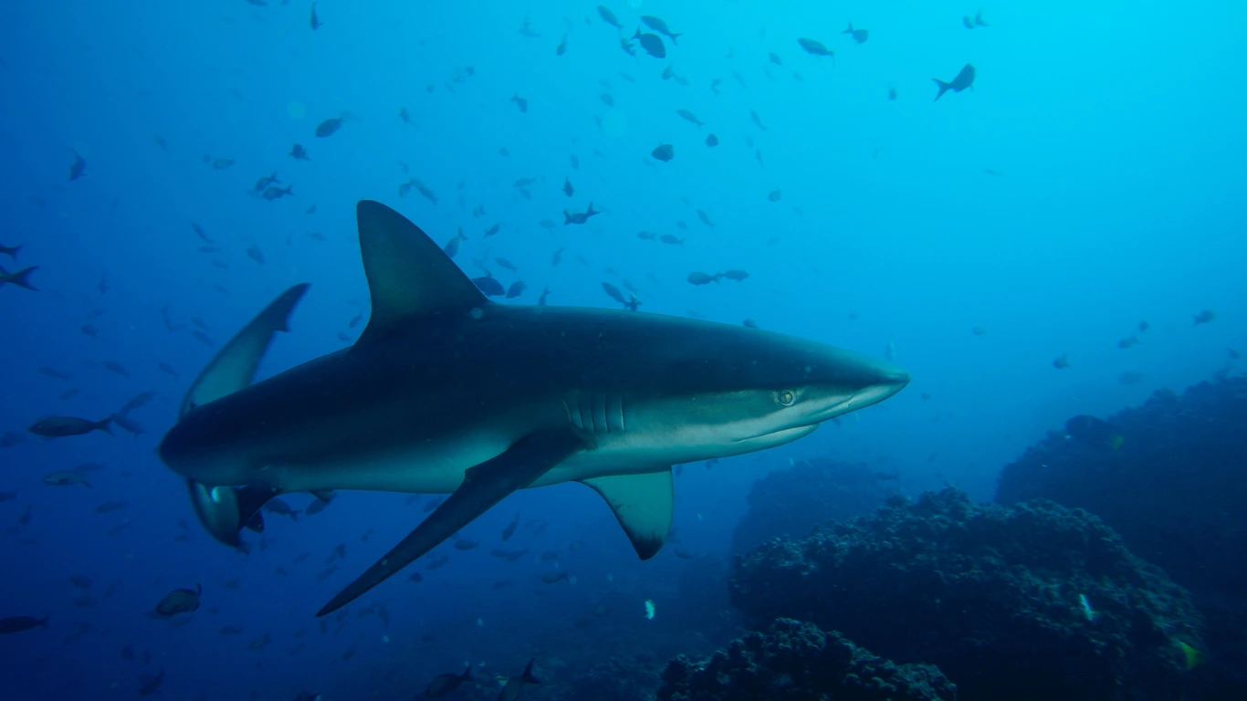 International Shark Finning Bans and Policies