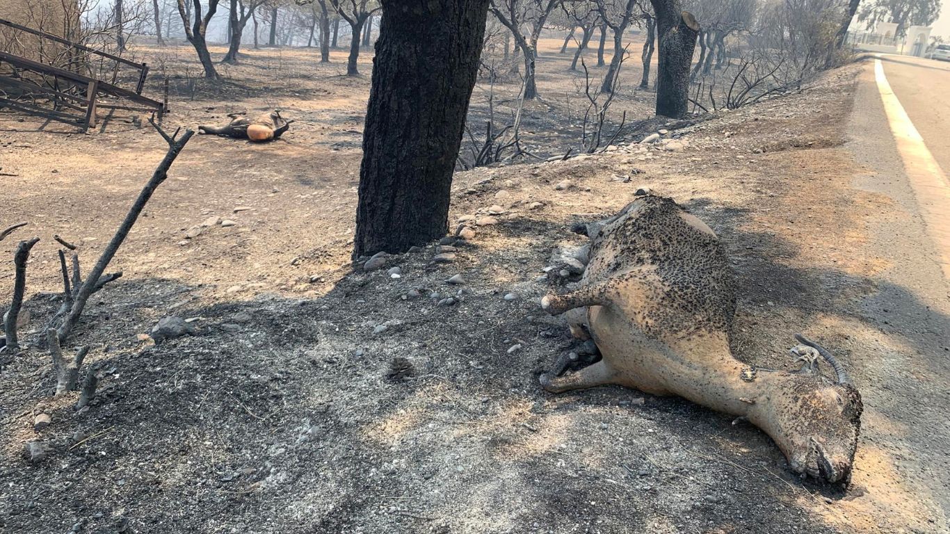 HURRY! Animal wildfire victims in Greece need HELP!