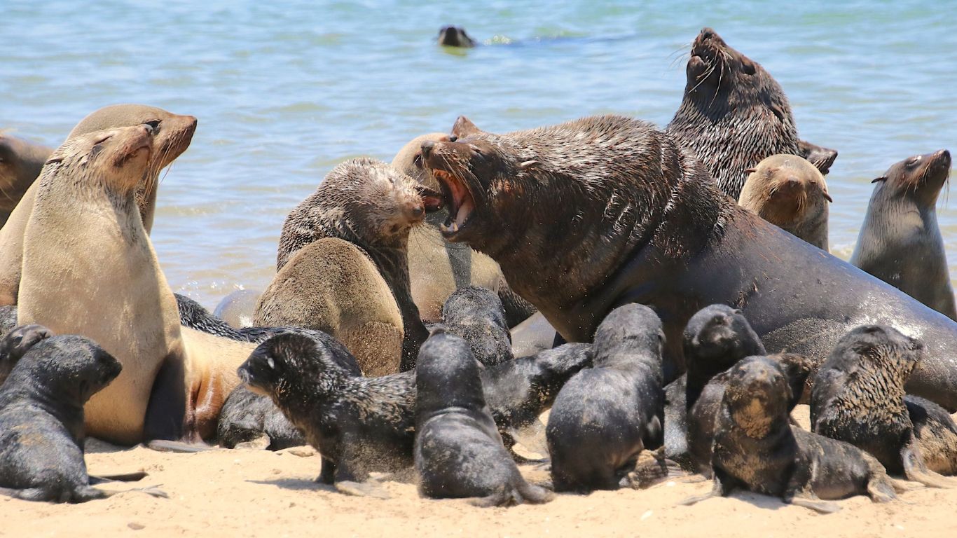 Urgent: Cape fur seals are under attack and need your help!