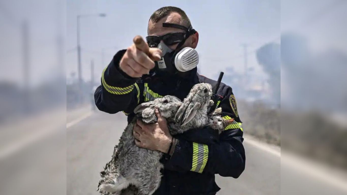 HURRY! Animal wildfire victims in Greece need HELP!