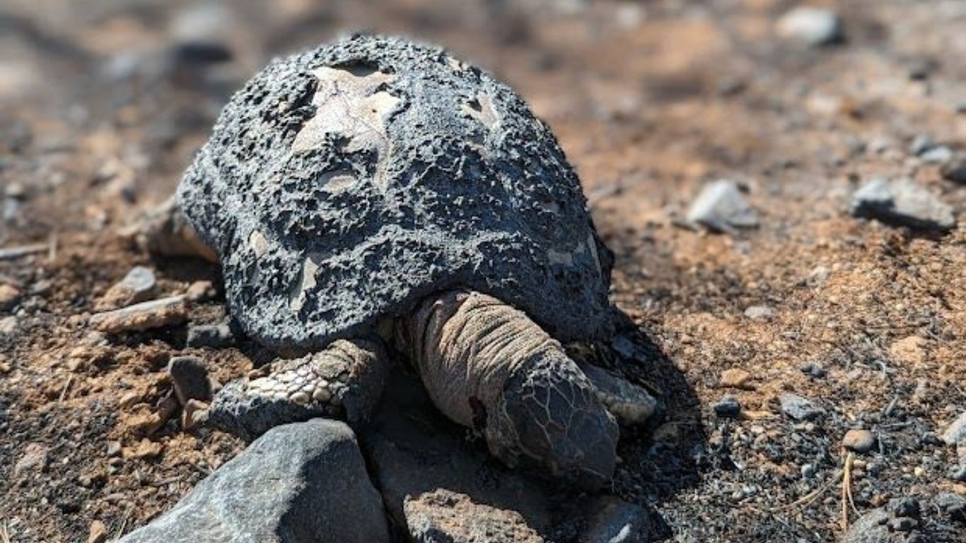 GREECE WILDFIRE EMERGENCY: Please help us rescue wild animals from deadly Greek wildfires.