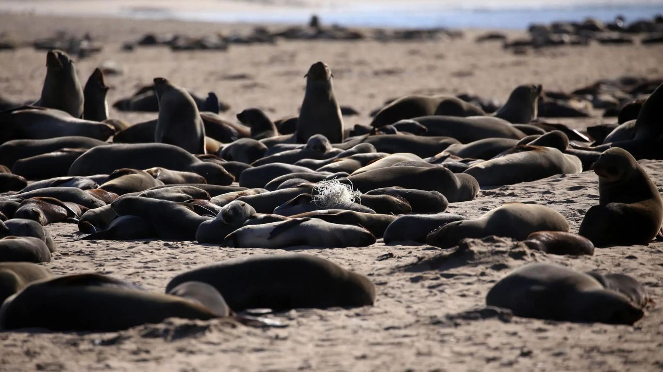 Urgent: Cape fur seals are under attack and need your help!