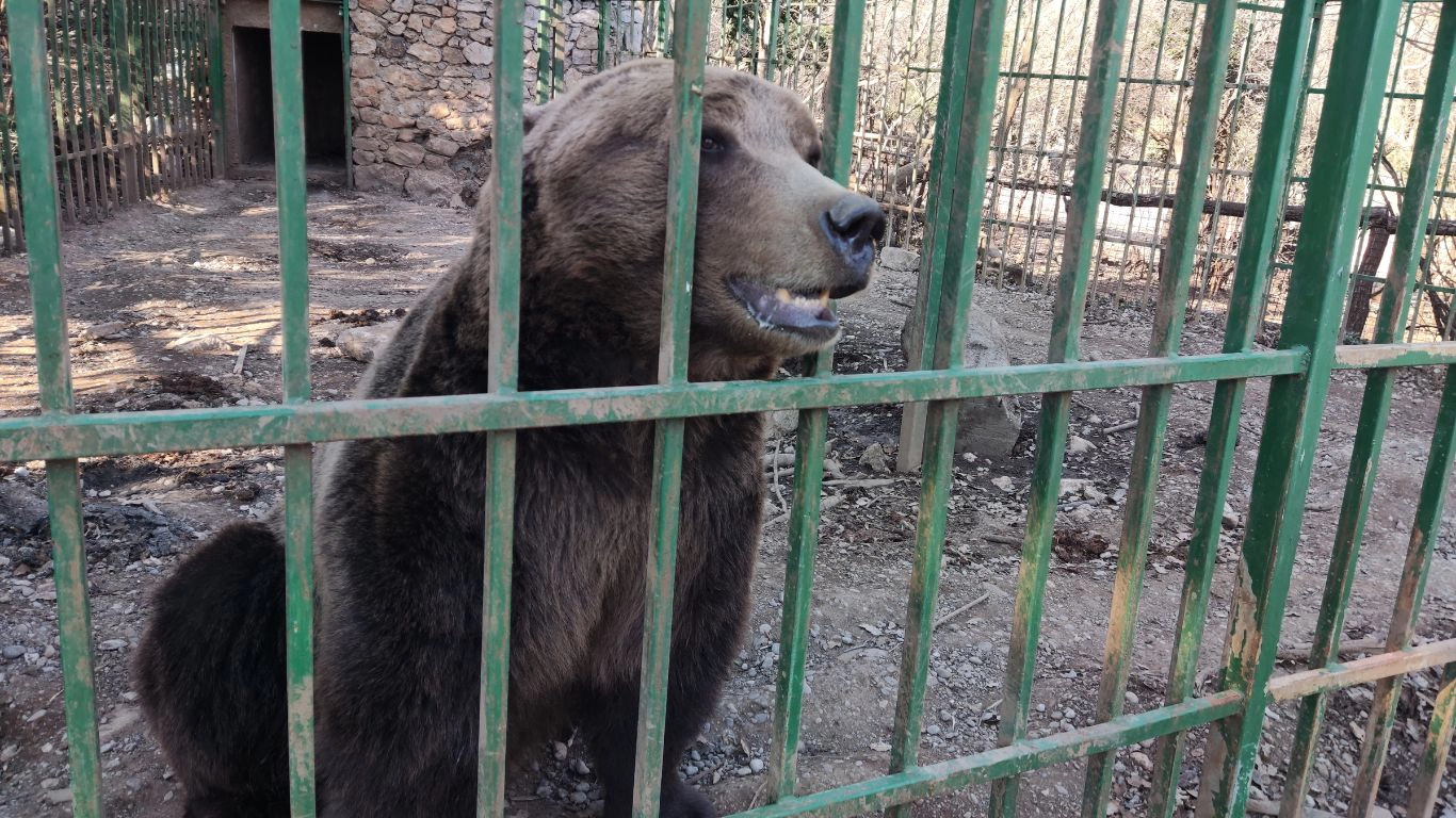 Ljubo, the bear, suffering in a cage in 93-degree heat. Why won’t authorities act?