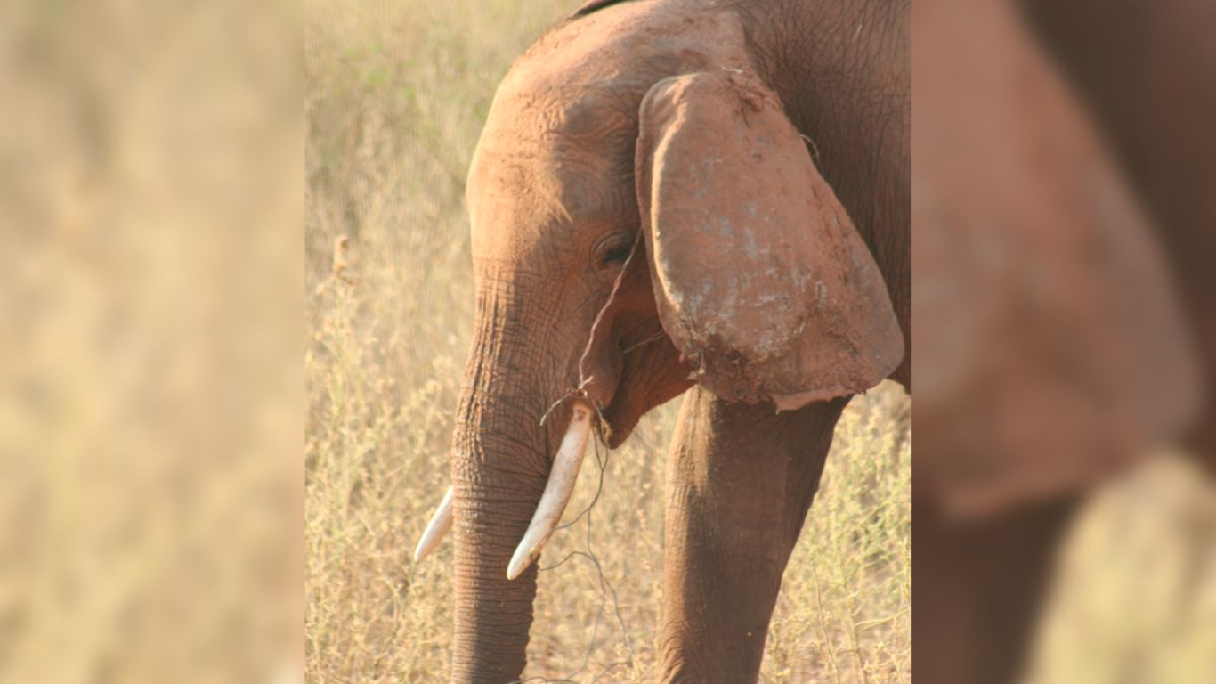 It’s heartbreaking: Two elephants could die as snares cut deep into their flesh. We have a plan to help.
