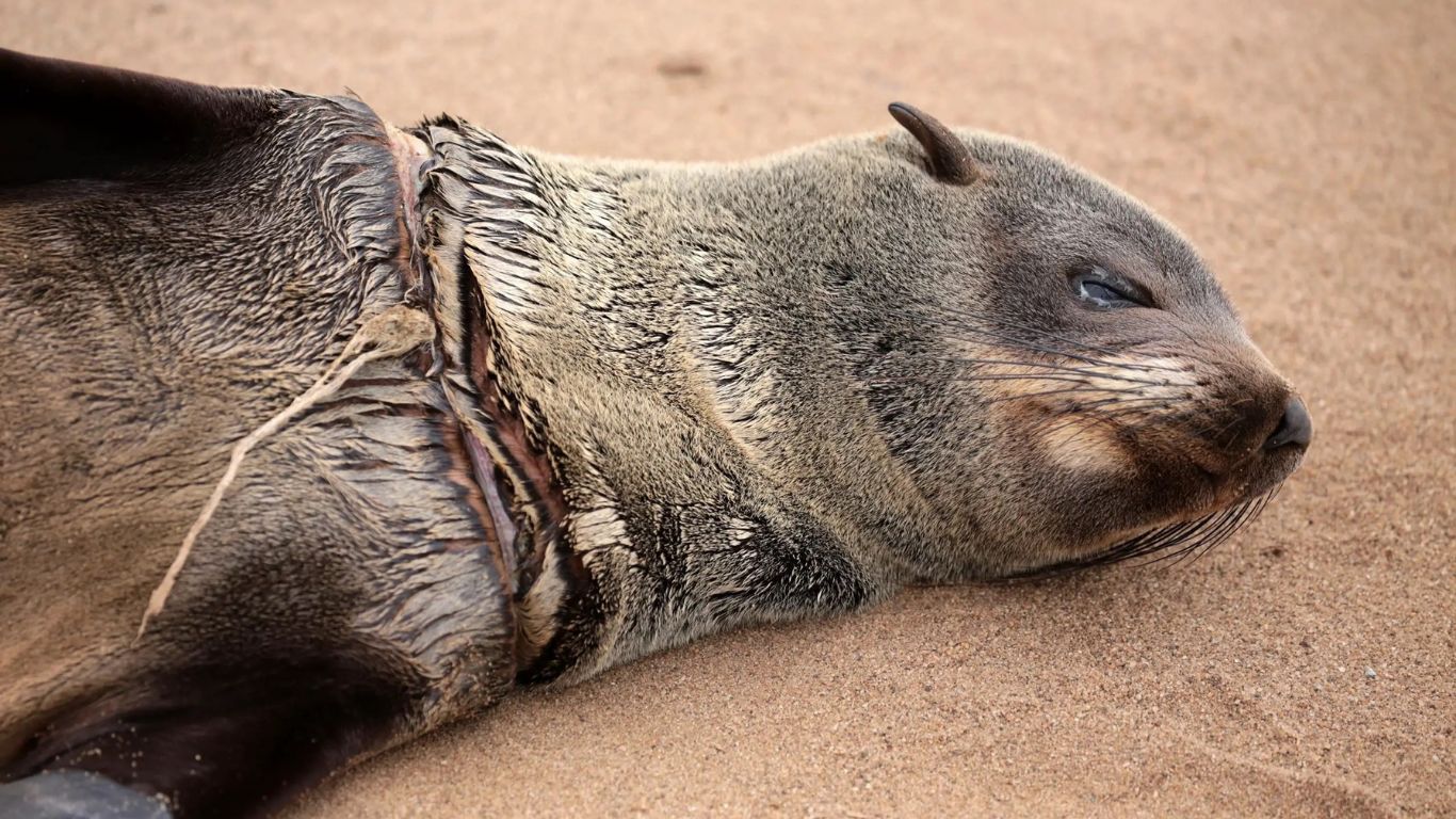 Urgent: Cape fur seals are under attack and need your help!