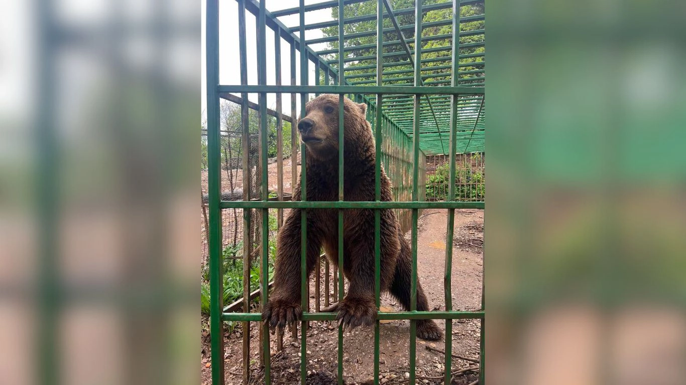 Ljubo, the bear, suffering in a cage in 93-degree heat. Why won't
