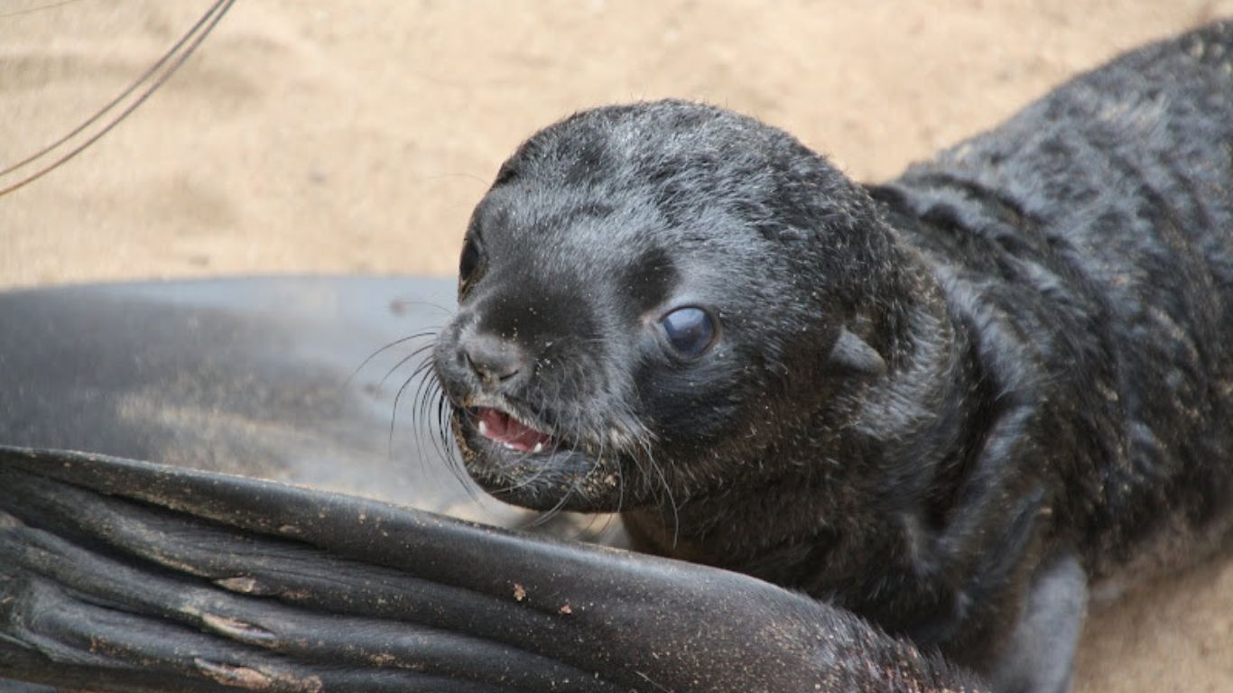 Urgent: Cape fur seals are under attack and need your help!