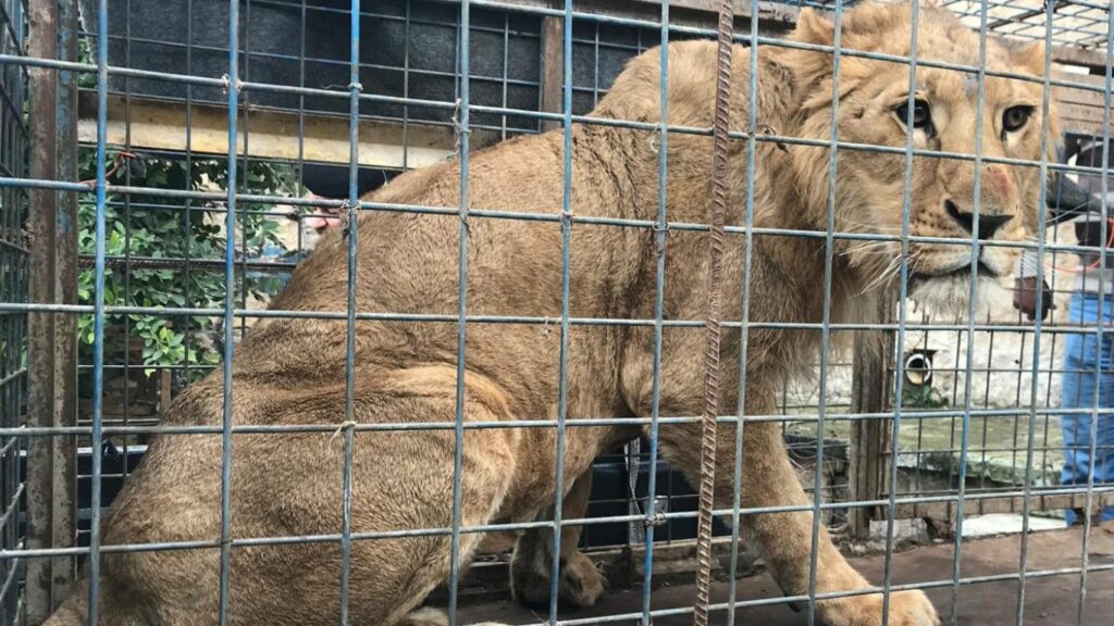 9 rescued lions and a leopard saved from forced breeding.