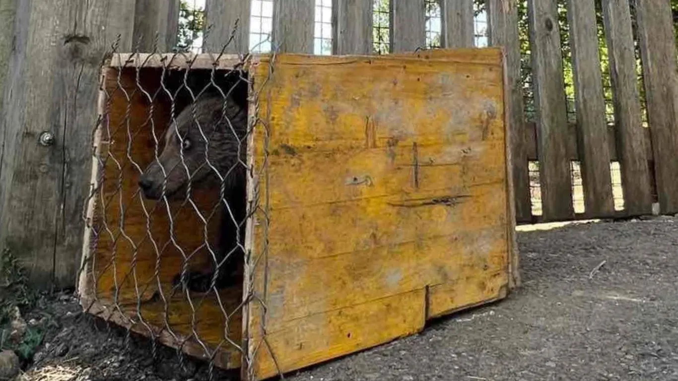 BREAKING: Montenegro’s shame, illegal zoo gets another illicit BEAR CUB.