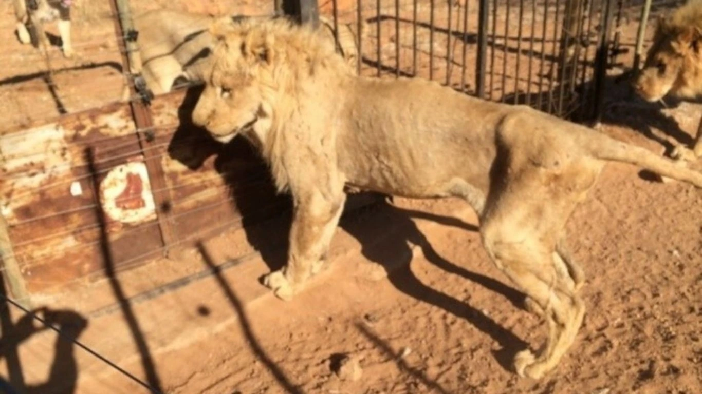 9 rescued lions and a leopard saved from forced breeding.