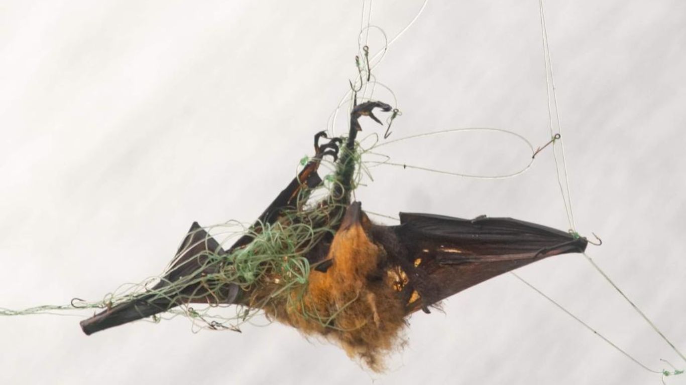 Baby flying foxes need YOU!