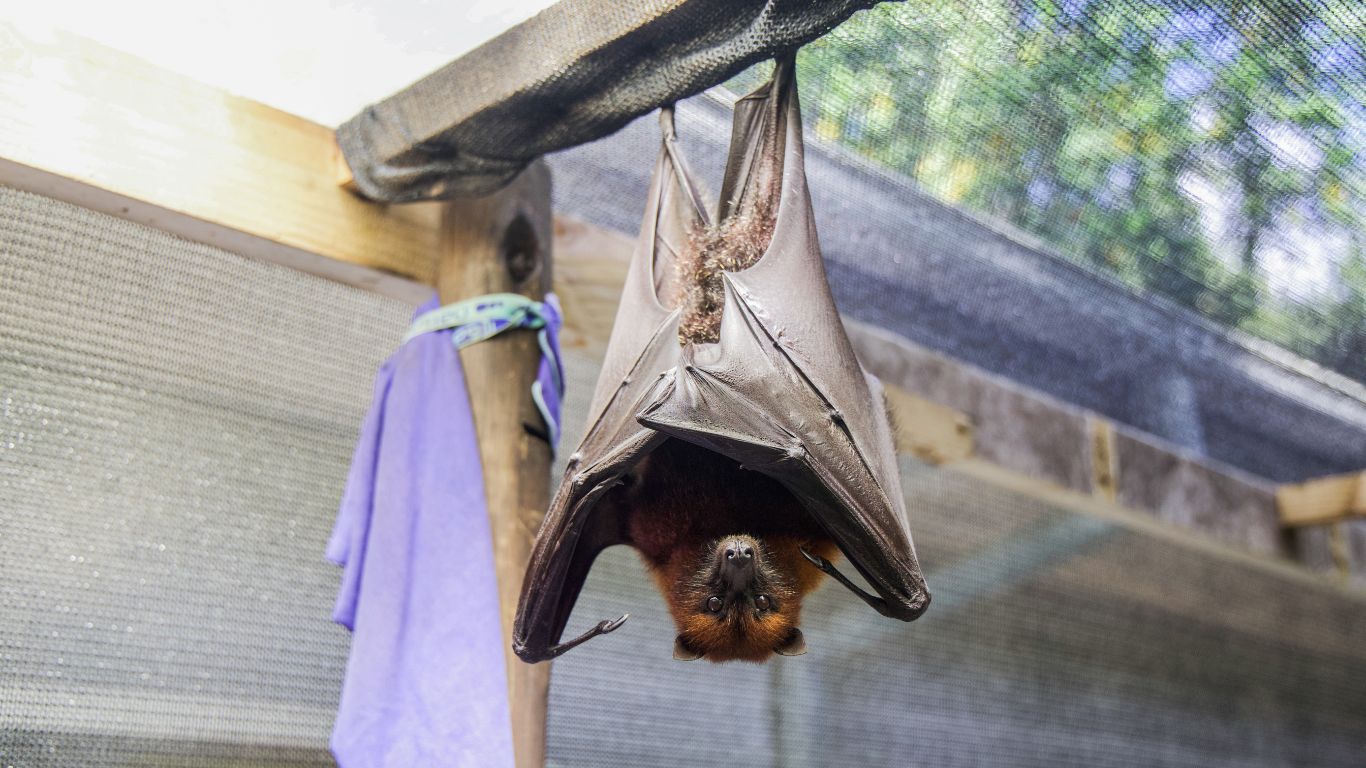 Baby flying foxes need YOU!