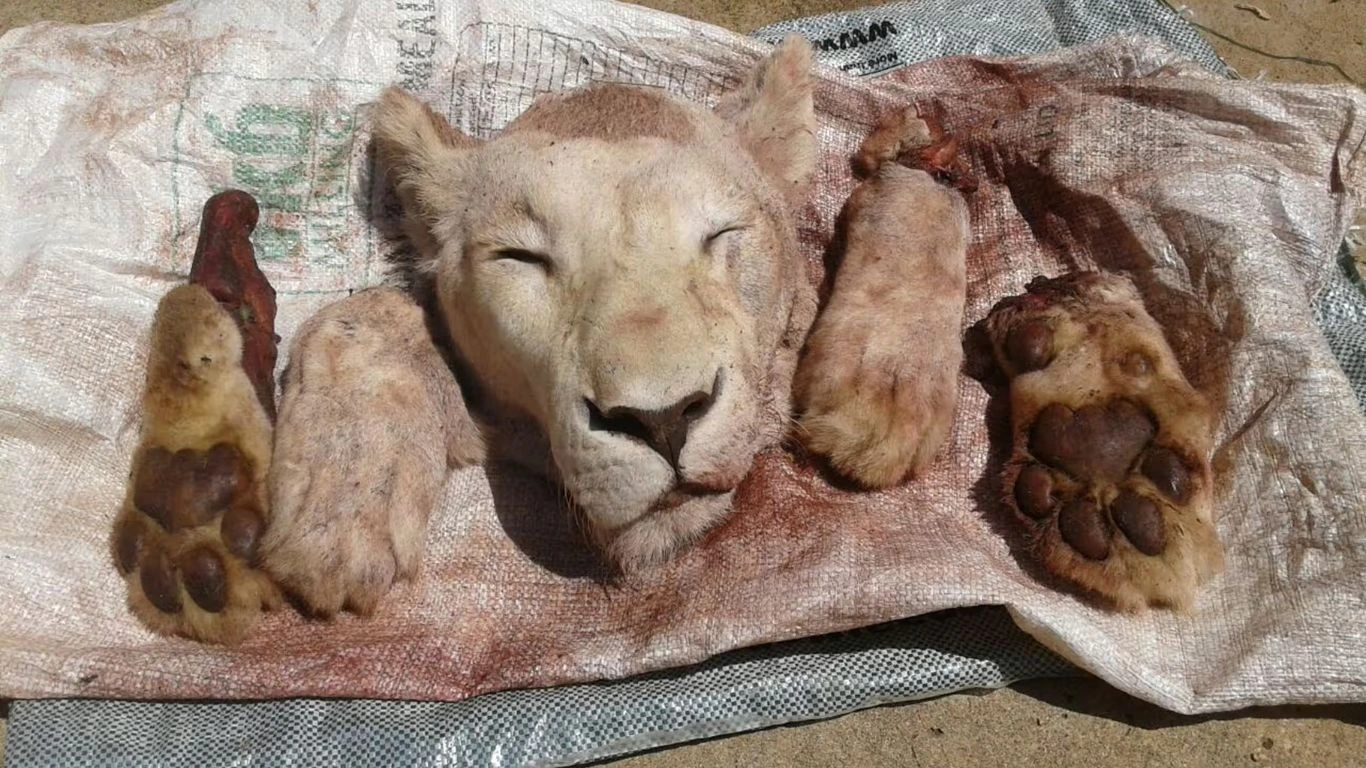 9 rescued lions and a leopard saved from forced breeding.