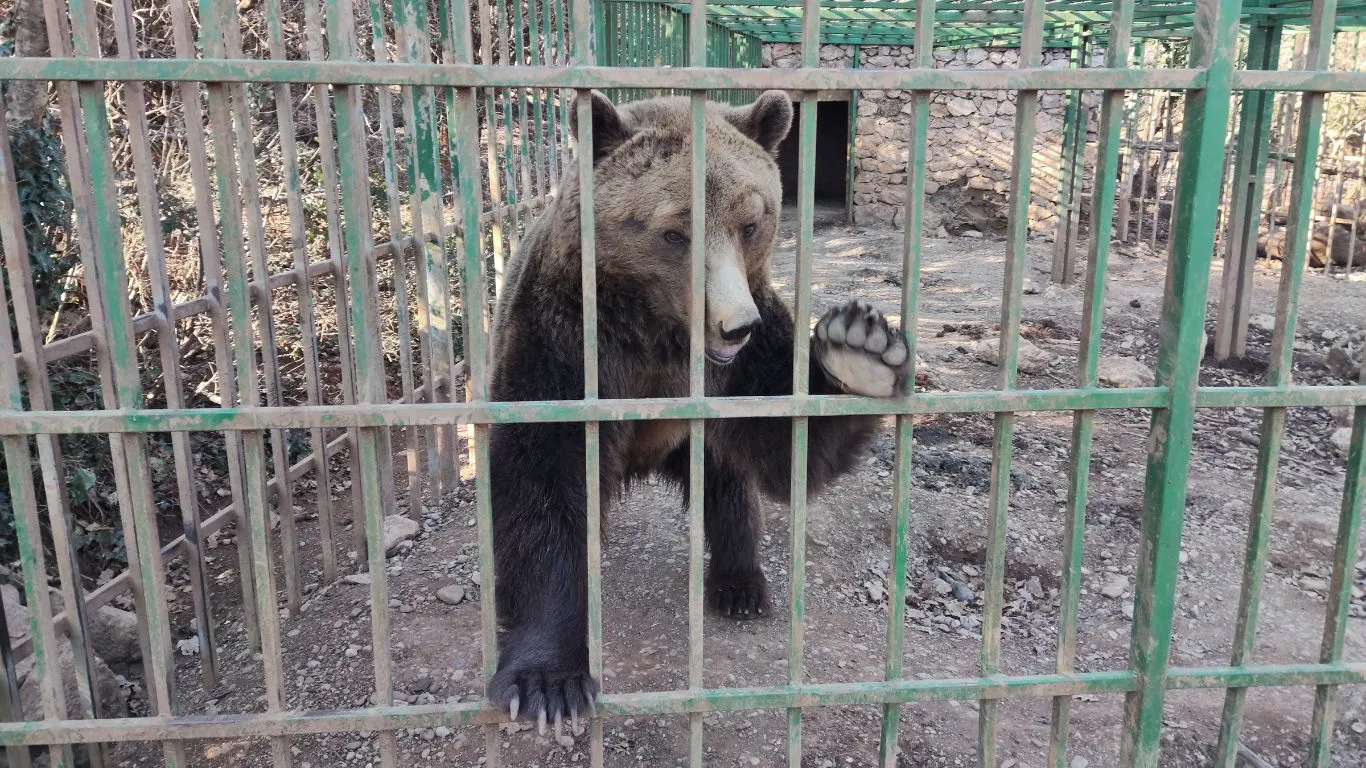 BREAKING: Montenegro’s shame, illegal zoo gets another illicit BEAR CUB.