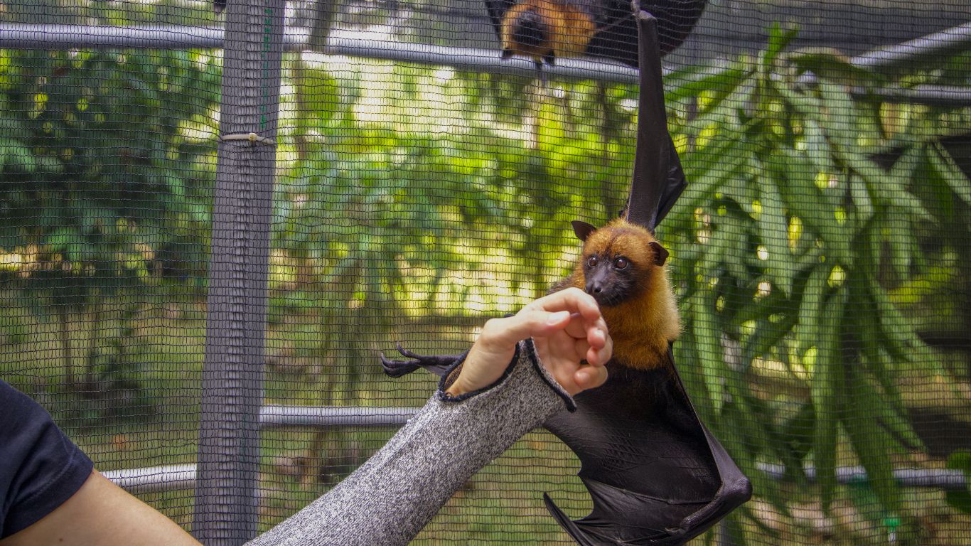 Baby flying foxes need YOU!