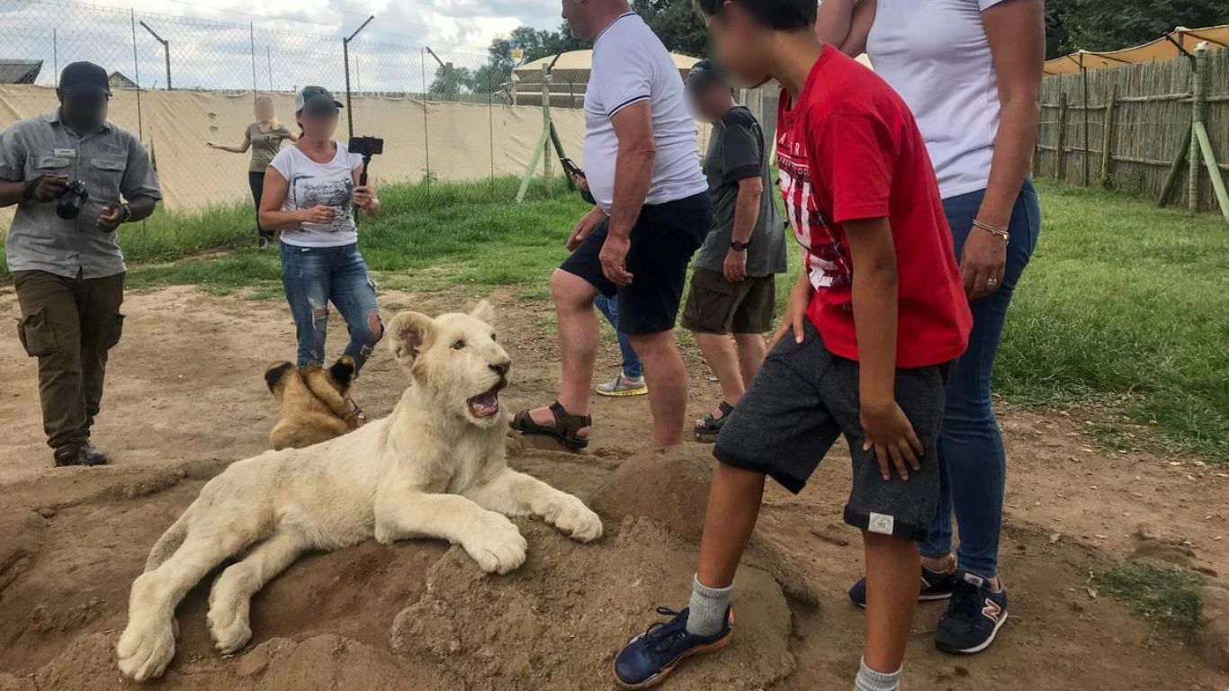 9 rescued lions and a leopard saved from forced breeding.