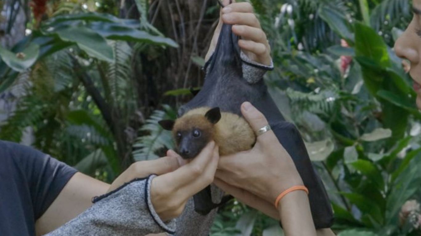 Baby flying foxes need YOU!