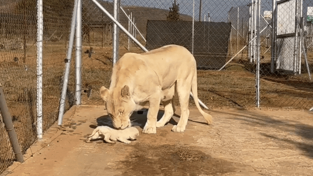 9 rescued lions and a leopard saved from forced breeding.
