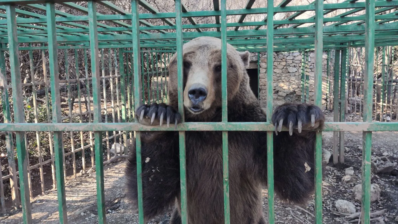 BREAKING: Montenegro’s shame, illegal zoo gets another illicit BEAR CUB.
