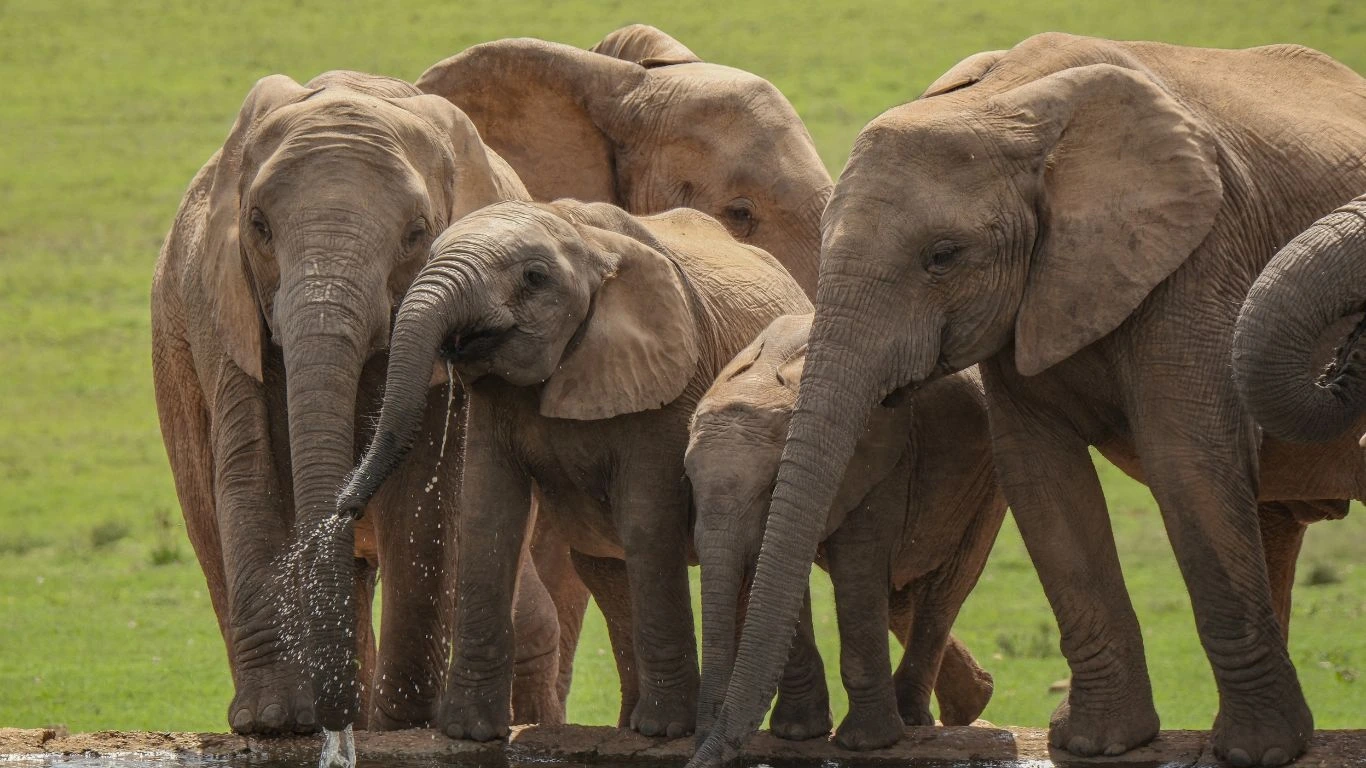 Can you imagine a world without elephants? It could happen in SEVEN YEARS?